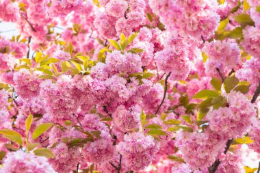 Çiçek açan bahar ağacında pembe sakura çiçeği. Çiçek arkaplanı