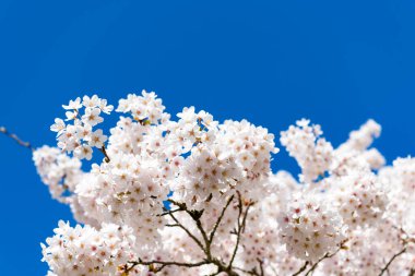 Baharda mavi gökyüzünde fotokopi alanı olan sakura ağacı çiçeği.