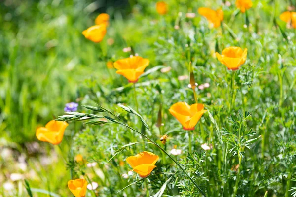 Fiori di papavero gallese arancione che fioriscono nel prato estivo — Foto Stock