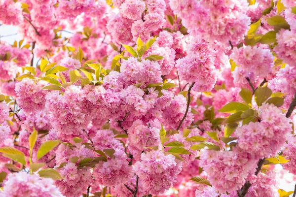Ροζ λουλούδι sakura σε ανθισμένο ανοιξιάτικο δέντρο. φλοράλ φόντο — Φωτογραφία Αρχείου