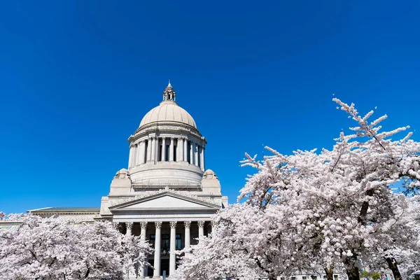 Capitool met sakura park bloei. Het Capitool van Washington. Wetgevingsopbouw — Stockfoto