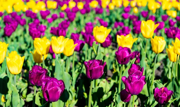 Tulip flower field with bright natural background — Stock Photo, Image