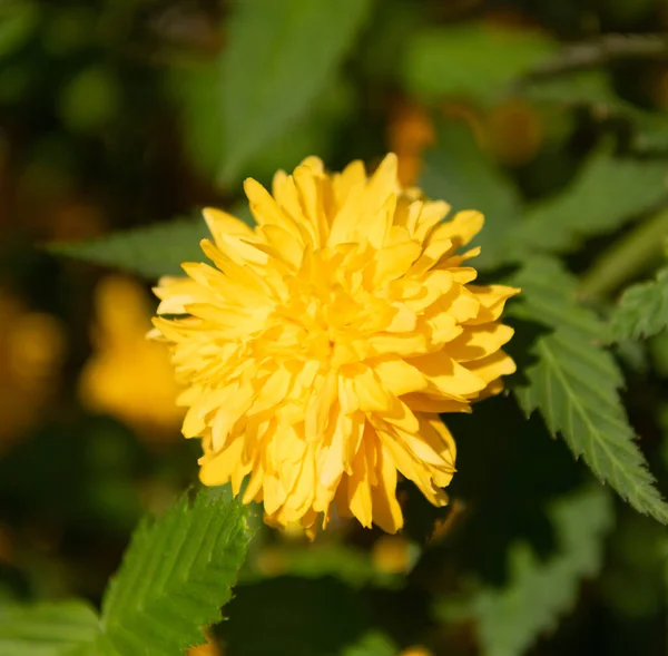 Όμορφο κίτρινο λουλούδι μαργαρίτα πικραλίδα. Μακροεντολή. ομορφιά της φύσης — Φωτογραφία Αρχείου