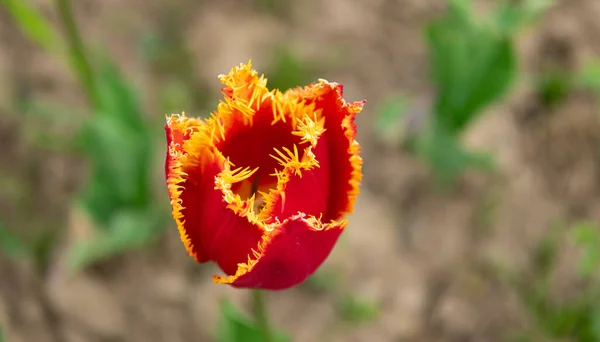 Rote Blumen aus frischen Hollandtulpen. Nahaufnahme — Stockfoto