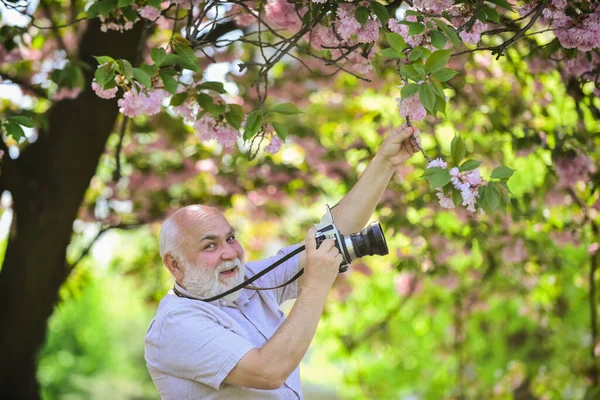 저쪽을 봐. 벚꽃 공원을 여행하고 산책하는 것. 취미는 은퇴. 관광 과 휴가. 사쿠라 꽃 아래서 사람을 찍는 여행자. 여행 컨셉. 남성 사진사가 벚꽃을 즐긴다 — 스톡 사진