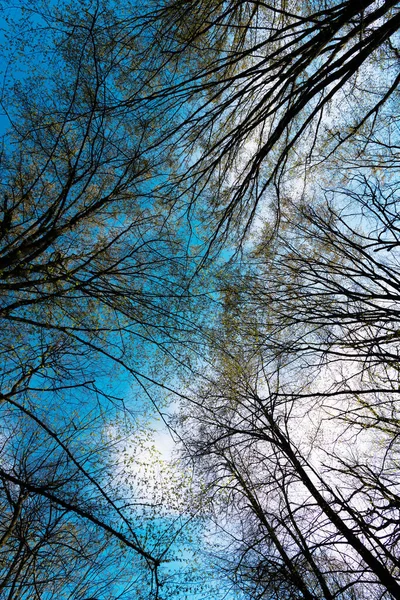 Bladverliezende boomtoppen in het voorjaarsbos tegen een zonnige hemel opwaarts, bomen — Stockfoto