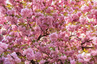 Çiçek açan bahar ağacında pembe sakura çiçeği. Doğa güzelliği