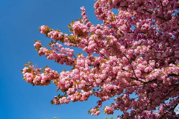 春の木にピンクの桜の花。春だ — ストック写真