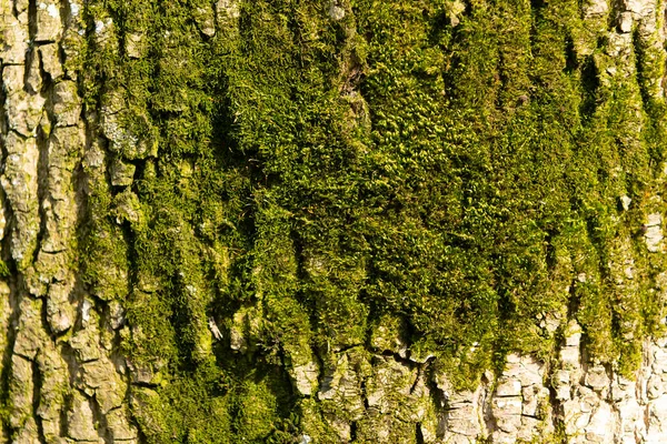 Grumos de musgos crescem na casca da árvore textura musgosa, briófito — Fotografia de Stock