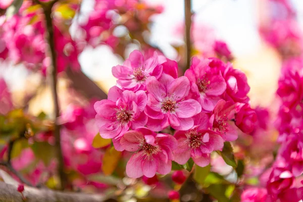 Pink sakura flower on blooming spring tree. natural background — Stock Photo, Image