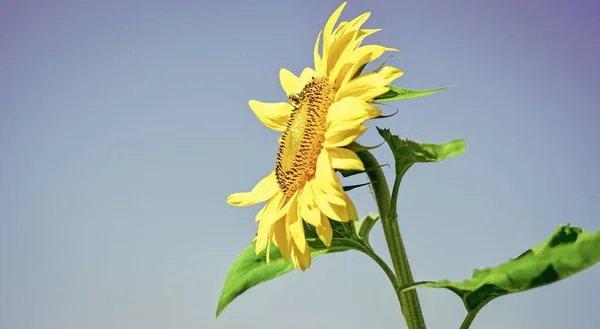 Slunečnice na modrém nebi pozadí, semena a oleje koncept — Stock fotografie