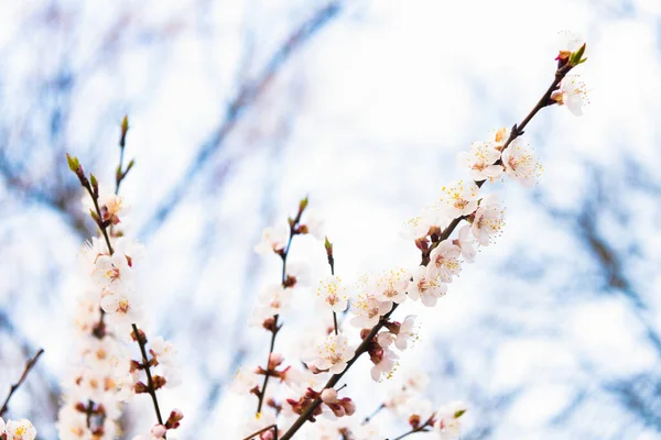 Meruňkové větve kvetou s jarními květy na přirozeném rozmazaném pozadí, květy — Stock fotografie