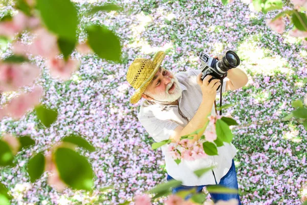 Spring holiday. Cherry blossoming garden. photographer taking photo of apricot bloom. spring season with pink flower. old man watch young plants. photographer man take sakura blossom photo — Stock Photo, Image