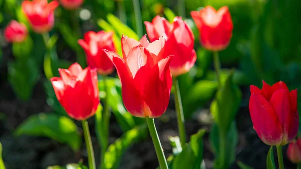 Червона квітка тюльпана крупним планом з барвистим природним фоном — стокове фото