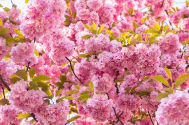 Çiçek açan bahar ağacında pembe sakura çiçeği. doğal arkaplan