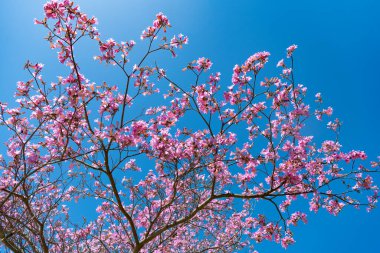 Baharda güneşli mavi gökyüzünde pembe sakura çiçeği