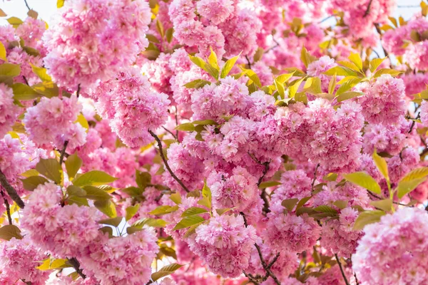 Ροζ λουλούδι sakura σε ανθισμένο ανοιξιάτικο δέντρο. φυσικό υπόβαθρο — Φωτογραφία Αρχείου