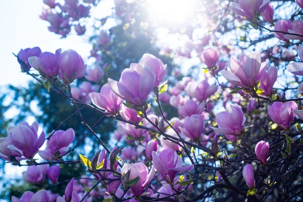 Rosa Blüten der blühenden Magnolie im Frühling — Stockfoto