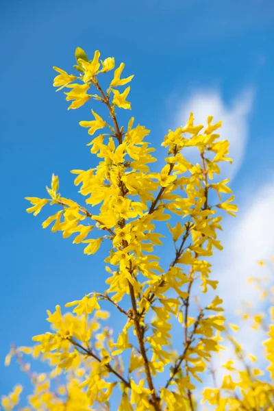 Forsythia θάμνος κλαδιά ανθίζουν με κίτρινα λουλούδια την άνοιξη σε μπλε ουρανό, ανθίζουν — Φωτογραφία Αρχείου