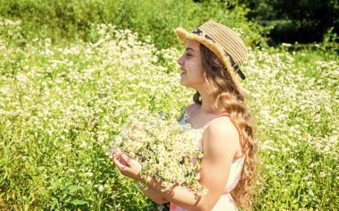 Taze bitkiler hasat et. Küçük kız tarlada papatya çiçeği topluyor, polen alerjisi var.
