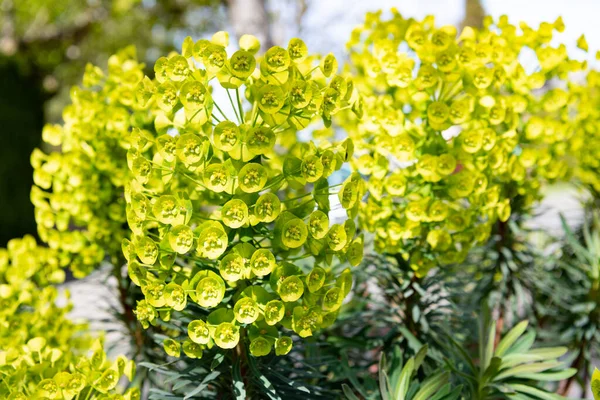 Gröna blommor av euphorbia spyr i blom naturliga bakgrund — Stockfoto