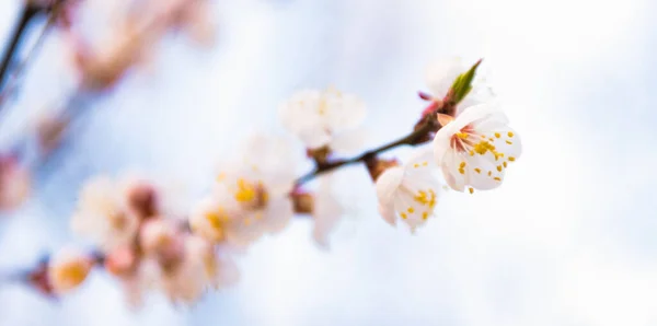 Voorjaar bloemen bloeien op amandelboom takken op natuurlijke wazige achtergrond, bloesem — Stockfoto