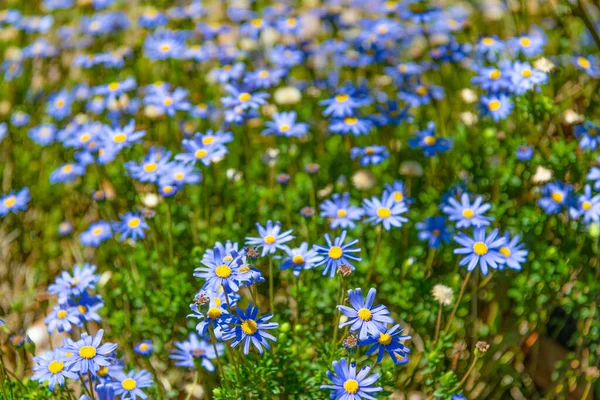 Blue daisy flowers blooming in summer meadow — Stock Photo, Image