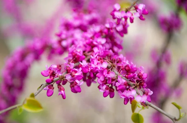Purpurowe pąki kwiatów kwitnącego drzewa sakura wiosną — Zdjęcie stockowe