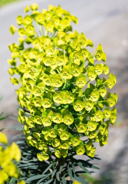 Doğal arka planda yeşil çiçekli bir öforbi kümesi.