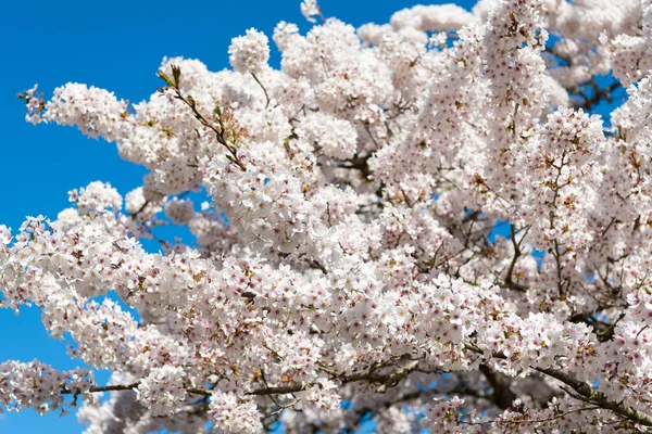 Bloesem van sakura boom op blauwe hemel in het voorjaar. selectieve focus — Stockfoto