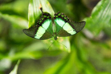 Yeşil kelebek zümrüt kırlangıç. Bulanık doğal arka planda açık kanatları var.
