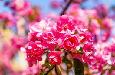 Çiçek açan bahar ağacında pembe sakura çiçeği. sakura kokusu.