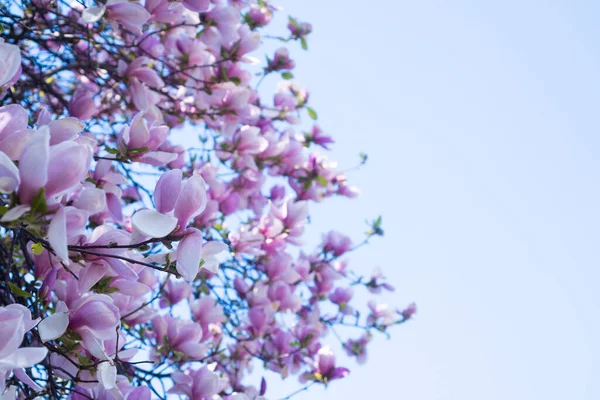 Roze bloemen van bloeiende magnolia boom in het voorjaar. kopieerruimte — Stockfoto