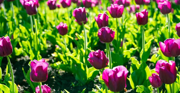 Tulipe violette fleur gros plan avec fond naturel coloré — Photo