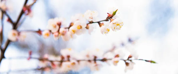 Δέντρα ανθίζουν με ανοιξιάτικα λουλούδια σε φυσικό θολό φόντο, άνθη βερίκοκου — Φωτογραφία Αρχείου