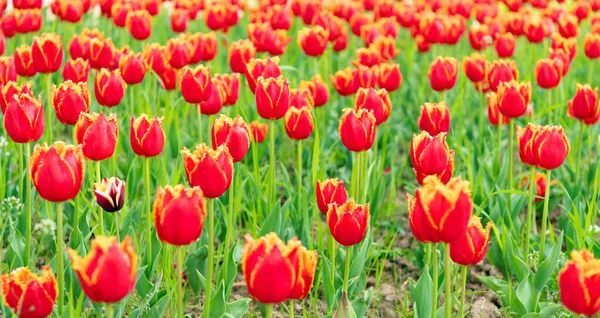 Fiori rossi di tulipani d'Olanda freschi in campo. primavera — Foto Stock