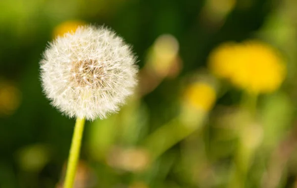 Πικραλίδα λουλούδι blowball σε φυσικό φόντο. Μακροεντολή. ομορφιά της φύσης. επιλεκτική εστίαση. αντίγραφο χώρου — Φωτογραφία Αρχείου