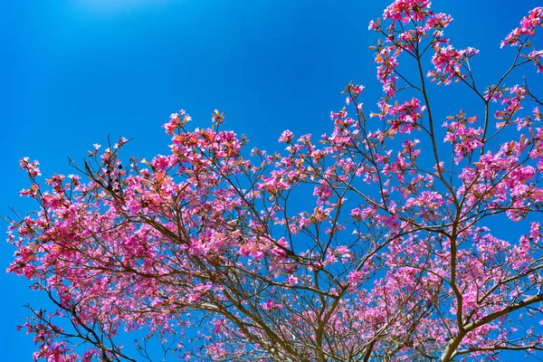 Ροζ άνθος του δέντρου sakura στον ηλιόλουστο ουρανό την άνοιξη — Φωτογραφία Αρχείου