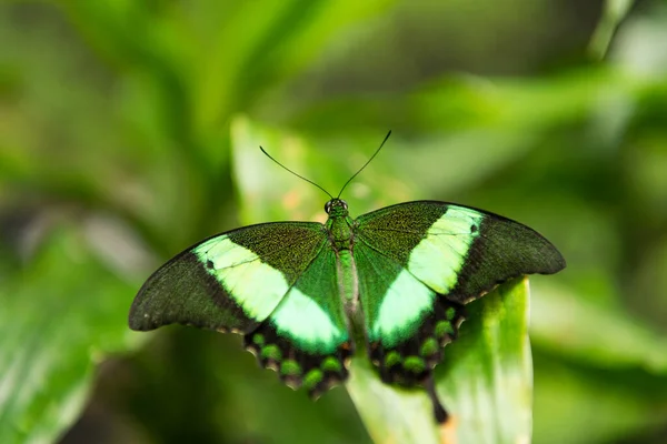 Papilio palinurus mariposa verde con alas abiertas sobre la naturaleza borrosa fondo natural —  Fotos de Stock