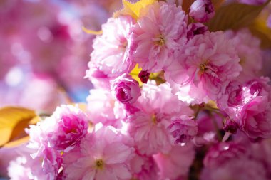 Baharda çiçek açan sakura ağacının pembe çiçekleri.