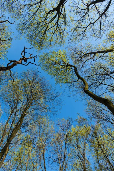 Árvores caducas de floresta de primavera vista para cima contra o céu, copas das árvores — Fotografia de Stock