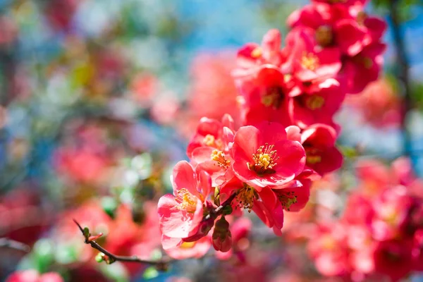 Rode bloemen van bloeiende sakura boom in het voorjaar — Stockfoto