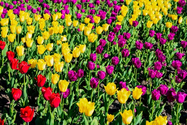 Aiuola di campo di fiori di tulipano luminoso con sfondo naturale luminoso — Foto Stock