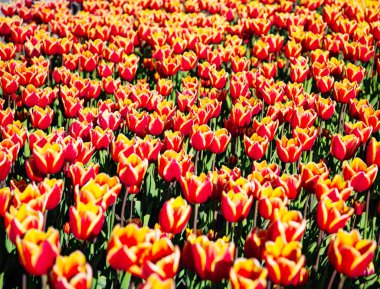 Renkli flora arkaplanlı kırmızı lale çiçeği tarlası