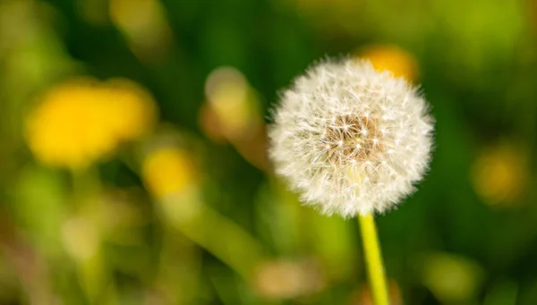 Πικραλίδα λουλούδι blowball σε φυσικό φόντο. αντίγραφο χώρου. ομορφιά της φύσης. επιλεκτική εστίαση — Φωτογραφία Αρχείου