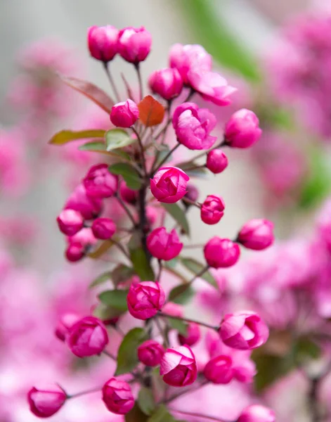 Rosa blomknoppar av blommande sakura träd på våren — Stockfoto