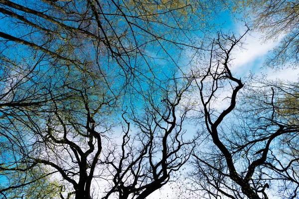 Ramos de árvores na floresta decídua contra o céu vista para cima, copas de árvores — Fotografia de Stock