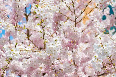 Baharda kiraz ağacının çiçeği. doğa arkaplanı