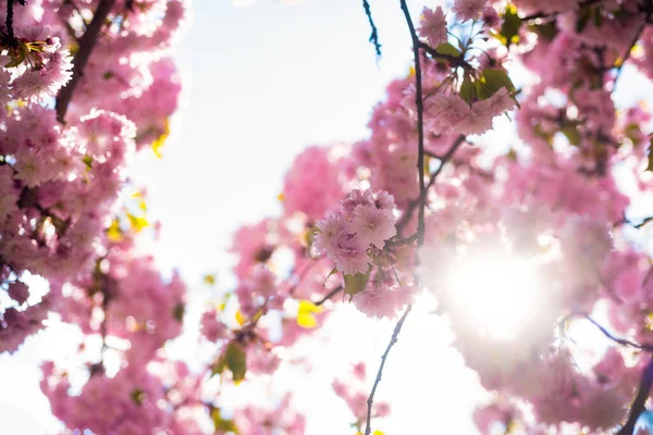 Baharda çiçek açan Japon kiraz ağacının pembe çiçekleri. güneşli bir gün — Stok fotoğraf