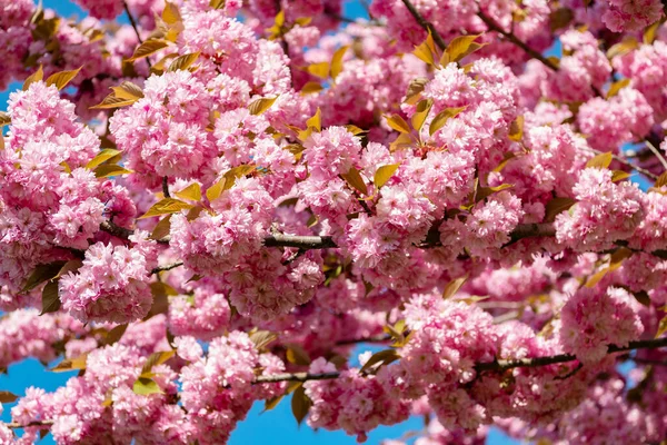 Pink sakura flower on blossom spring tree — Stock Photo, Image